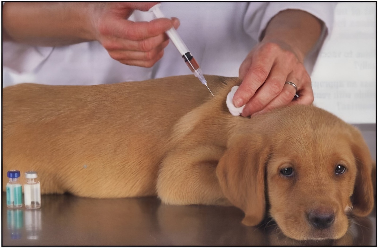 Dog Vaccination